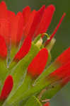 Scarlet Indian paintbrush